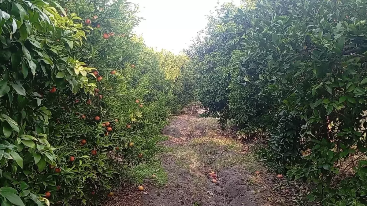 Mandalina Satışları Düşüşte